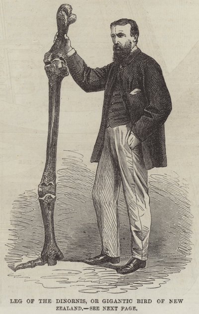 Leg of the Dinornis, or Gigantic Bird of New Zealand by English School