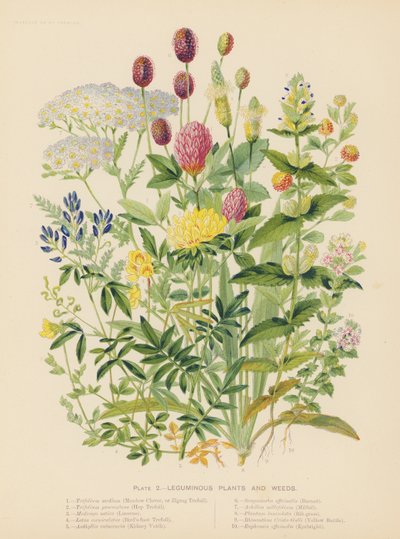 Leguminous Plants and Weeds by English School