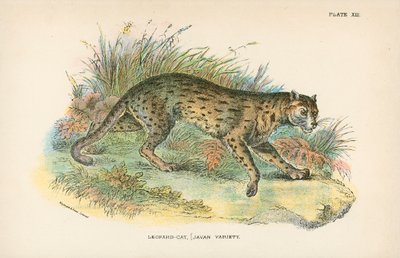 Leopard-Cat, Javan Variety by English School