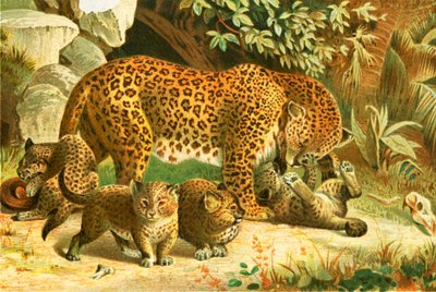 Leopards by English School