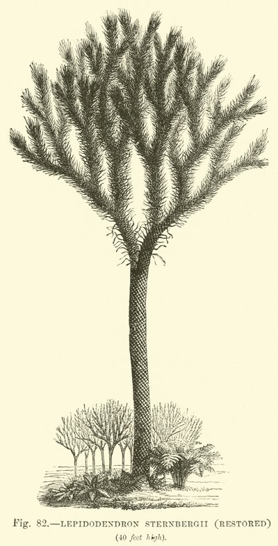 Lepidodendron Sternbergh, Restored by English School