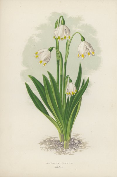 Leucojum Vernum by English School
