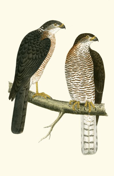 Levant Sparrow Hawk, Illustration from 