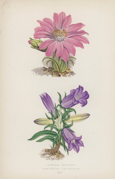 Lewisia Rediviva; Campanula Longifolia by English School