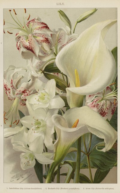 Lily by English School