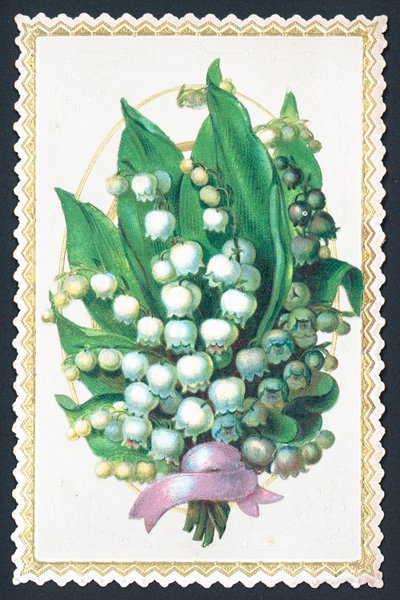 Lily Of The Valley Plant by English School