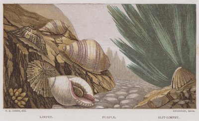 Limpet, Purple, Slit-Limpet by English School