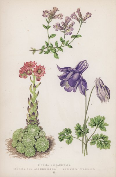 Linaria Origanifolia; Sempervivum Arachnoideum; Aquilegia Pyrenaica by English School