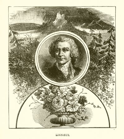 Linnaeus by English School