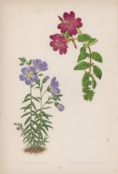Linum Alpinum; Epilobium Obcordatum by English School