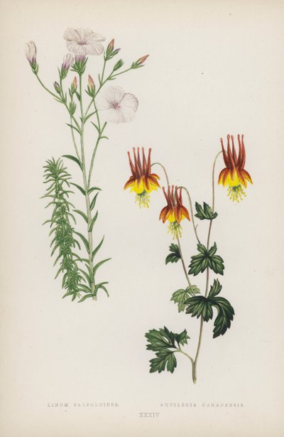 Linum Salsoloides; Aquilegia Canadensis by English School