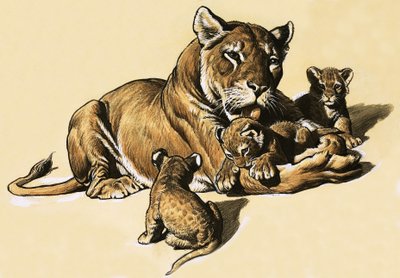 Lion cubs by English School