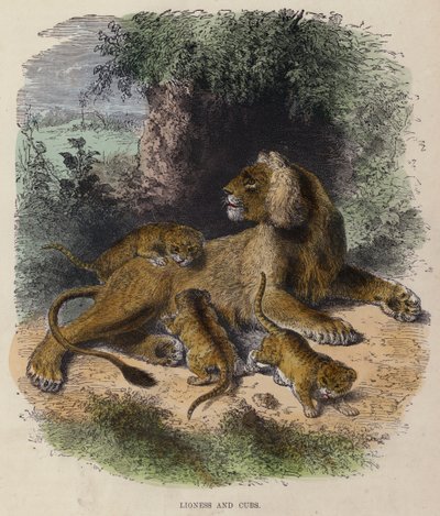 Lioness and Cubs by English School