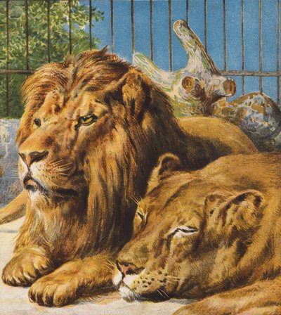 Lions by English School