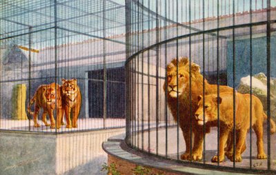 Lions and Tigers in the Zoo by English School