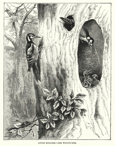 Little Builders, The Woodpecker by English School