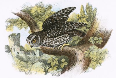 Little Owl by English School