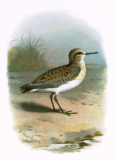 Little Stint by English School
