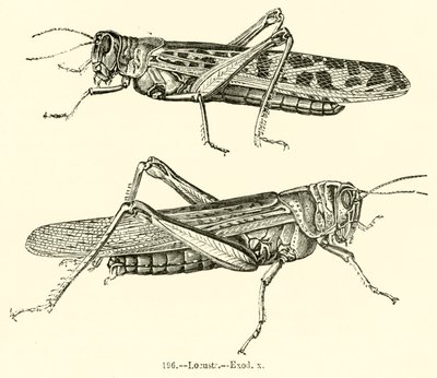 Locusts, Exodus x by English School