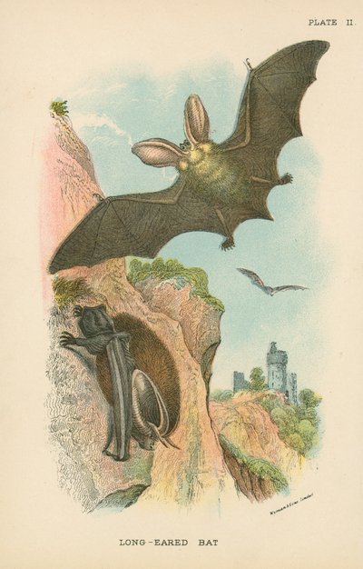 Long-Eared Bat by English School