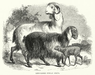Long-Eared Syrian Goats by English School