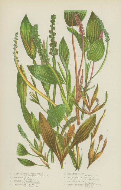 Long Leaved Pond Weed, Shining Pond Weed, Various Leaved Pond Weed, Lanceolate Pond Weed by English School
