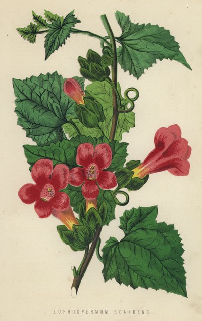 Lophospermum Scandens by English School