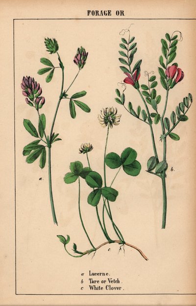 Lucerne, Tare or Vetch, and White Clover, from 