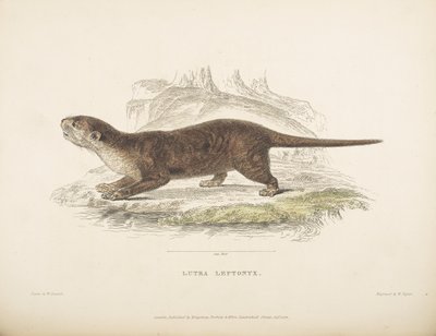 Lutra Leptonyx, from 
