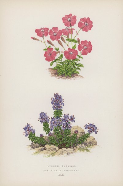 Lychnis Lagascae; Veronica Nummularia by English School