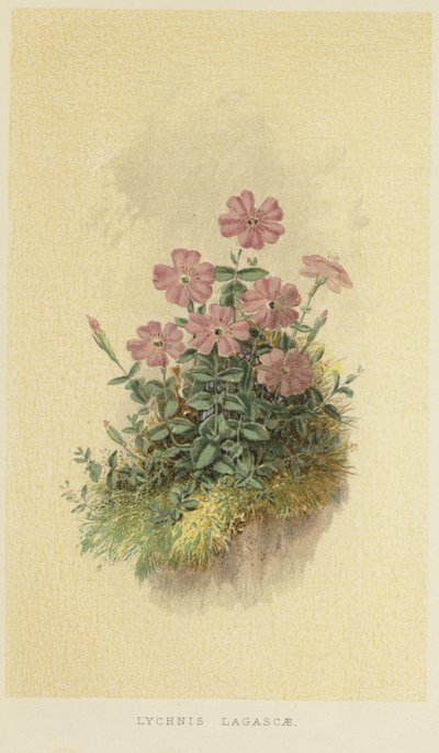 Lychnis lagascae by English School