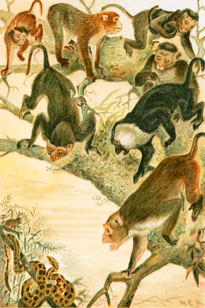 Macaques by English School