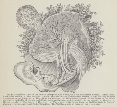 Magnified view of the human embryo of four weeks, with the membranes opened by English School