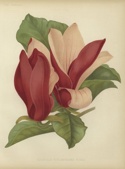Magnolia soulangiana nigra by English School