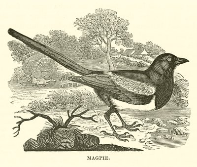 Magpie (engraving) by English School
