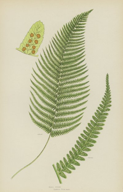 Male Fern by English School