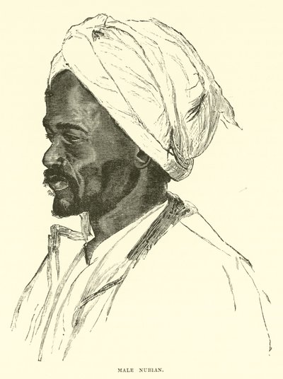 Male Nubian by English School