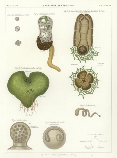 Male Shield Fern by English School