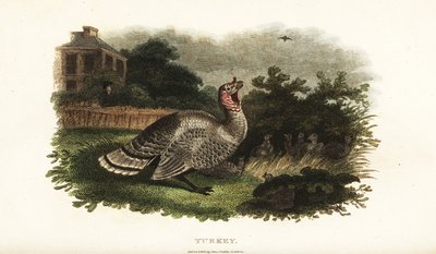 Male turkey protecting a bantam hen from a predatory hawk by English School