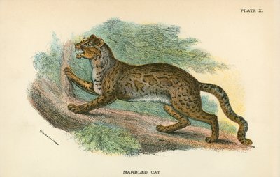 Marbled Cat by English School