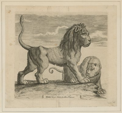 Marco, a Lion in the Tower of London by English School