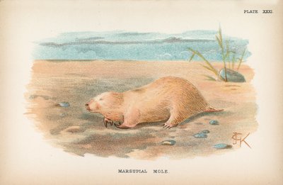Marsupial Mole by English School