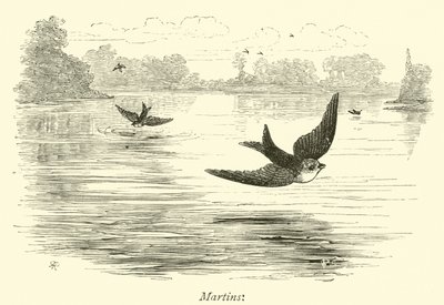 Martins by English School