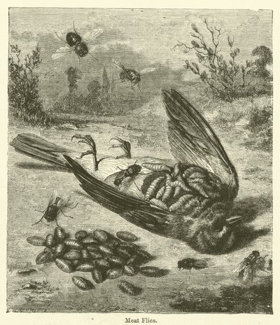 Meat Flies by English School
