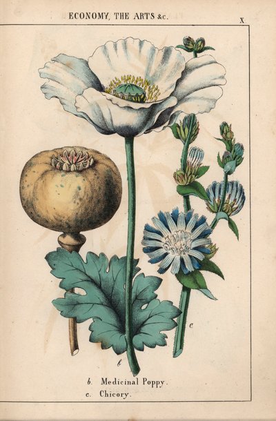 Medicinal Poppy with White Flower and Ripe Capsule, and Blue Chicory Flower, from 
