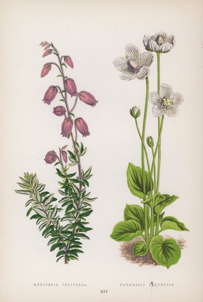Menziesia Polifolia; Parnassia Palustris by English School