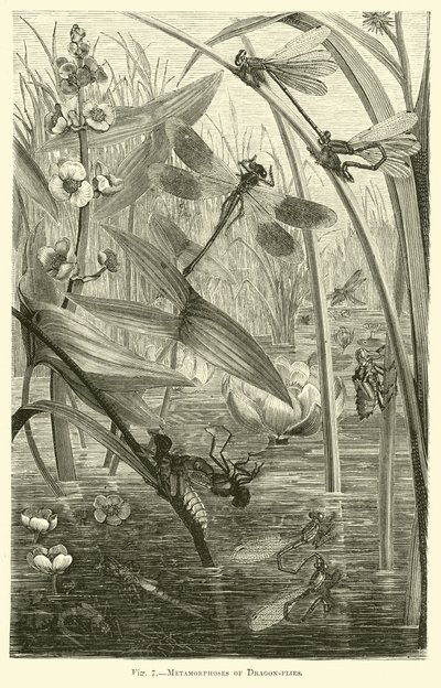 Metamorphoses of Dragon-flies by English School
