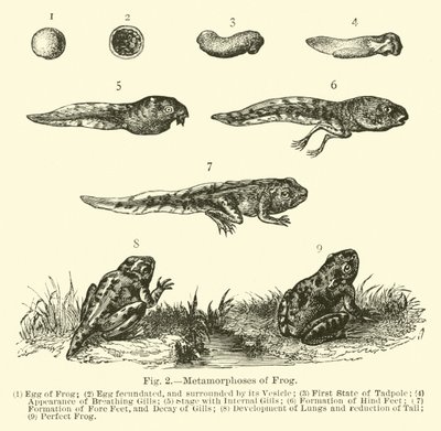 Metamorphoses of Frog by English School