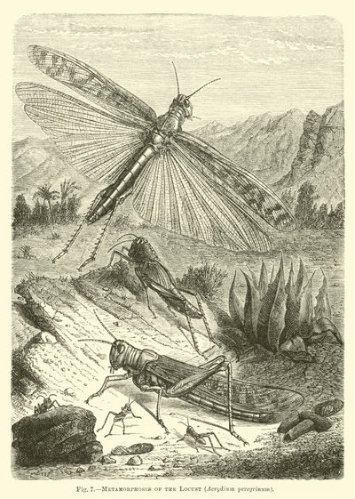 Metamorphoses of the Locust by English School