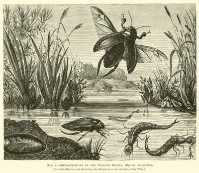 Metamorphoses of the Plunger Beetle, Dyticus marginalis by English School